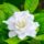 Closeup of Gardenia flower