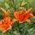 Daylily flowers