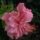 Double petalled hibiscus flower