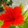 Closeup of single petalled hibiscus flower