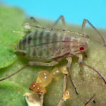 Closeup of aphid on plant stem