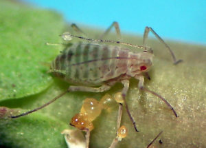 Closeup of aphid on plant stem