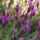 French Lavender Flowers