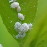 Mealybugs on leaf