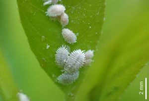 Mealybugs on leaf