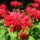 Tiny 5-lobed flowers in dense hemispherical clusters