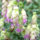 Cascading oregano flower