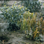 Phytophthora symptoms (wilting leaves) on rhododendrons