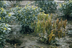 Phytophthora symptoms (wilting leaves) on rhododendrons