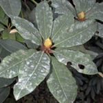 Powdery Mildew on rhododendron