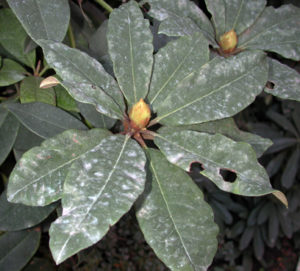 Powdery Mildew on rhododendron