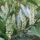 New growth flowers from branches of cherry laurel