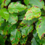 Bacterial blight affecting plant leaves