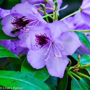 Rhododendron flower